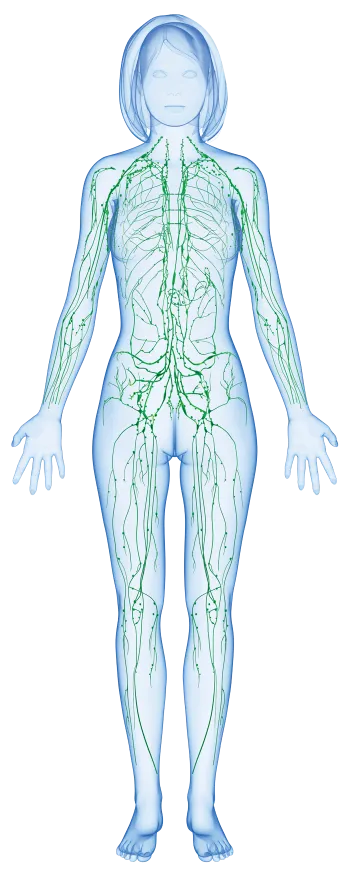 Betulla Superiore Zuccari - immagine 3