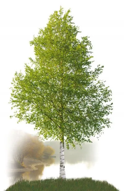 Betulla Superiore Zuccari - immagine 4