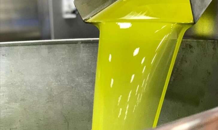 Olio extravergine bio “raccolta 2023” (in lattina)