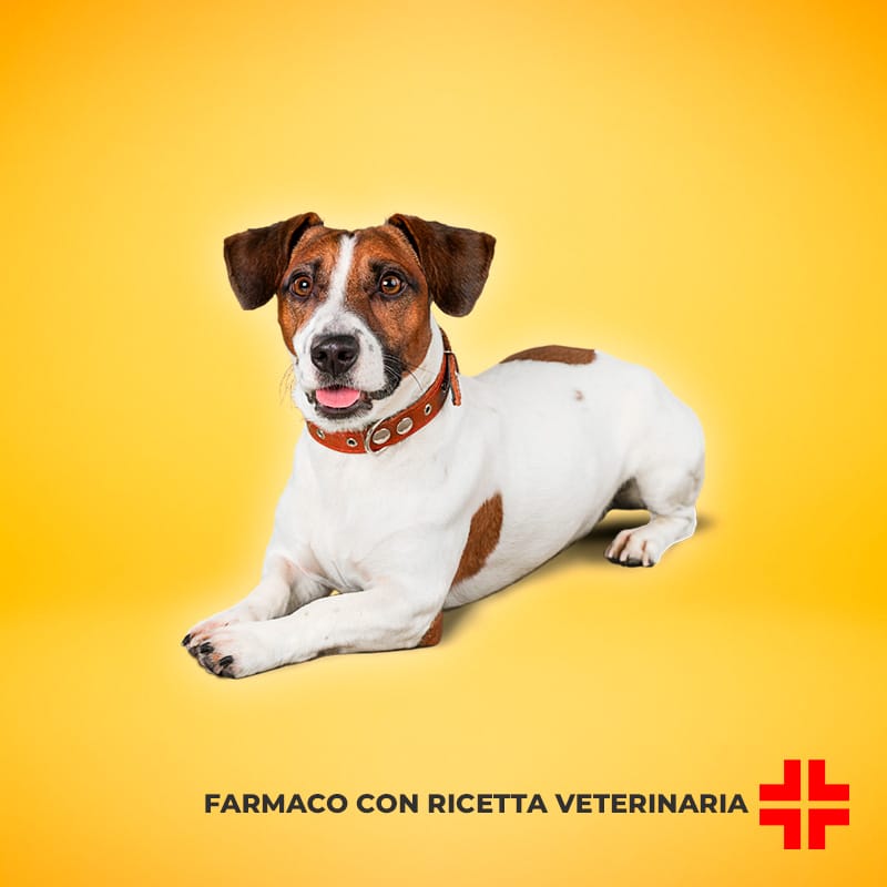 SELEHOLD CANI 60 MG (6 pipette) – Antiparassitario ad ampio spettro per cani di piccola taglia di peso tra i 5 e i 10 Kg