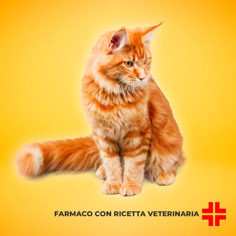 STRONGHOLD PLUS GATTO 30 MG (3 pipette da 0,5 ml) – Protezione ad ampio spettro contro parassiti interni ed esterni nei gatti